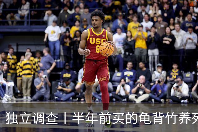 独立调查丨半年前买的龟背竹养死了，也要“仅退款”：商家拒绝后被投诉到闭店，还被告上法庭
